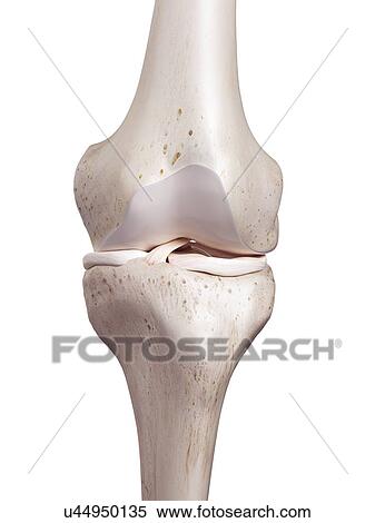 Stock Photography - 3d rendered illustration of the human knee.. Fotosearch