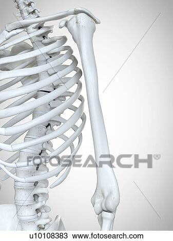 3d rendered illustration of the humerus. View Large Photo Image Stock Image - 3d rendered illustration of the humerus.. Fotosearch