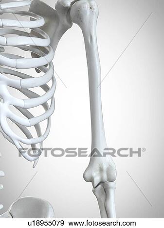 Stock Photo - 3d rendered illustration of the humerus.. Fotosearch