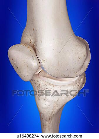 Picture - 3d rendered illustration of the knee.. Fotosearch