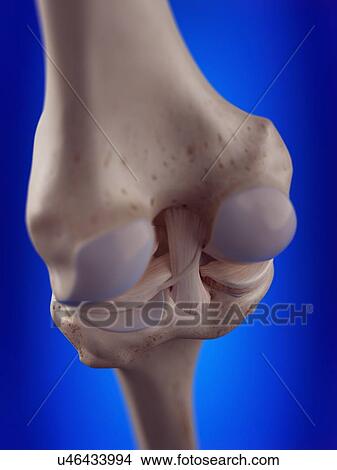 Picture - 3d rendered illustration of the knee ligaments.. Fotosearch