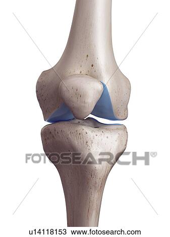 3d rendered illustration of the knee cartilage. View Large Photo Image Stock Image - 3d rendered illustration of the knee cartilage.. Fotosearch