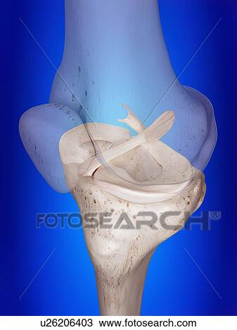 Stock Image - 3d rendered illustration of the knee ligaments.. Fotosearch