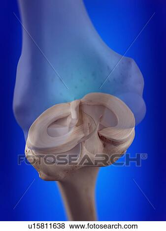 3d rendered illustration of the knee menisci. View Large Photo Image Stock Photo - 3d rendered illustration of the knee menisci.. Fotosearch