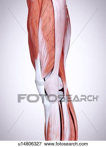 3d rendered illustration of the leg muscles. View Large Photo Image Stock Photo - 3d rendered illustration of the leg muscles.. Fotosearch