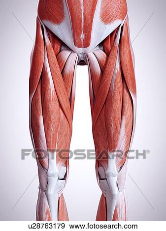 Stock Photo - 3d rendered illustration of the leg muscles.. Fotosearch