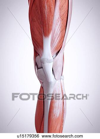 Stock Photograph - 3d rendered illustration of the leg muscles.. Fotosearch