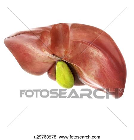 Stock Photo - 3d rendered illustration of the liver and gallbladder.. Fotosearch
