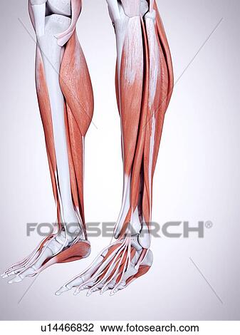 3d rendered illustration of the lower leg muscles. View Large Photo Image Stock Image - 3d rendered illustration of the lower leg muscles.. Fotosearch
