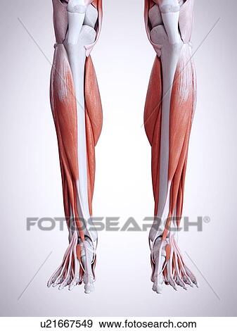 Stock Photo - 3d rendered illustration of the lower leg muscles.. Fotosearch