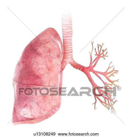 3d rendered illustration of the lung and bronchi. View Large Photo Image Stock Photo - 3d rendered illustration of the lung and bronchi.. Fotosearch
