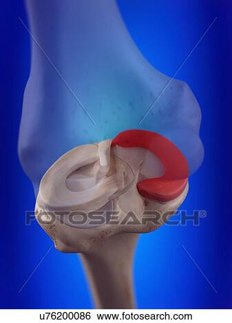 Stock Photograph - 3d rendered illustration of the medial meniscus.. Fotosearch