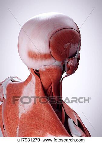 Stock Image - 3d rendered illustration of the neck muscles.. Fotosearch