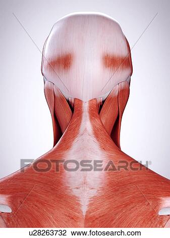Stock Image - 3d rendered illustration of the neck muscles.. Fotosearch