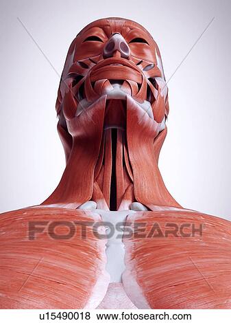 3d rendered illustration of the neck muscles. View Large Photo Image Stock Photo - 3d rendered illustration of the neck muscles.. Fotosearch