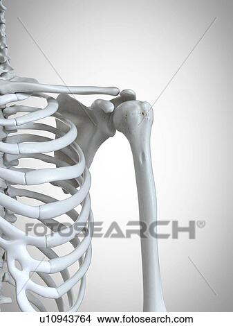 3d rendered illustration of the shoulder bones. View Large Photo Image Picture - 3d rendered illustration of the shoulder bones.. Fotosearch