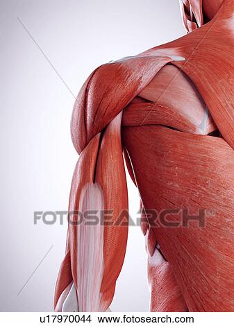 3d rendered illustration of the shoulder muscles. View Large Photo Image Picture - 3d rendered illustration of the shoulder muscles.. Fotosearch