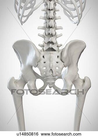 Stock Photograph - 3d rendered illustration of the sacrum.. Fotosearch
