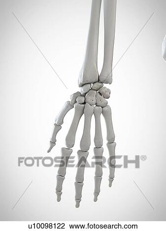 Stock Image - 3d rendered illustration of the skeletal hand.. Fotosearch
