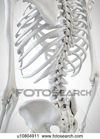 Stock Image - 3d rendered illustration of the skeletal back.. Fotosearch