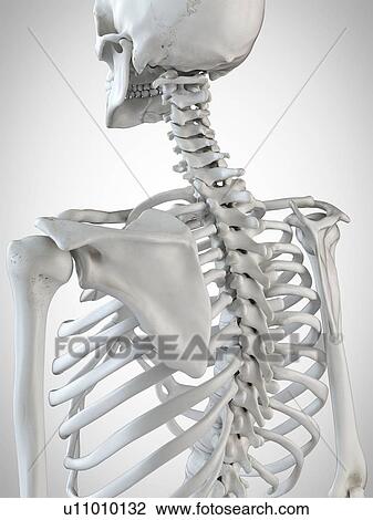 Stock Image - 3d rendered illustration of the skeletal back.. Fotosearch