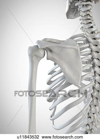 Stock Image - 3d rendered illustration of the shoulder bones.. Fotosearch
