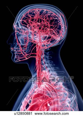 Stock Image - 3d rendered illustration of the vascular system of the head.. Fotosearch