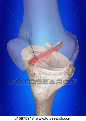 Stock Image - 3d rendered illustration of the anterior cruciate ligament.. Fotosearch