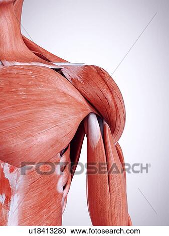 Stock Image - 3d rendered illustration of the shoulder muscles.. Fotosearch