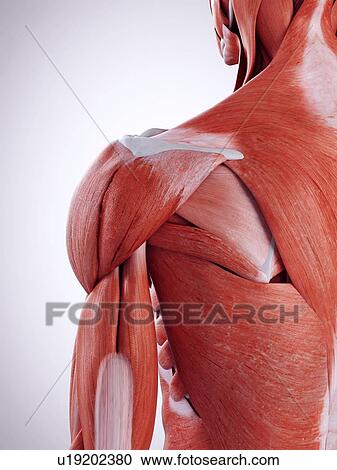 3d rendered illustration of the shoulder muscles. View Large Photo Image Stock Image - 3d rendered illustration of the shoulder muscles.. Fotosearch