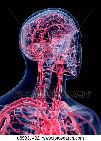 Stock Image - 3d rendered illustration of the vascular system of the head.. Fotosearch