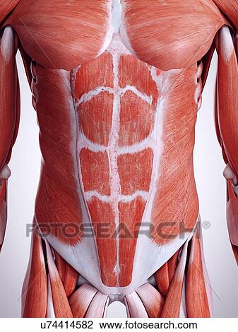 Stock Image - 3d rendered illustration of the abdominal muscles.. Fotosearch
