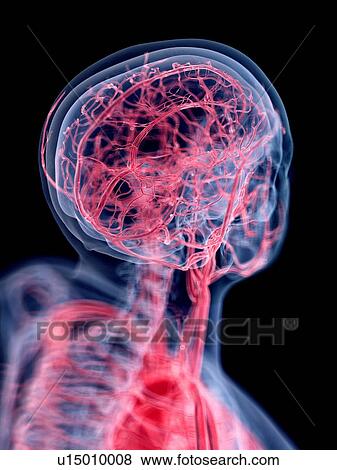 Stock Photo - 3d rendered illustration of the vascular system of the head.. Fotosearch