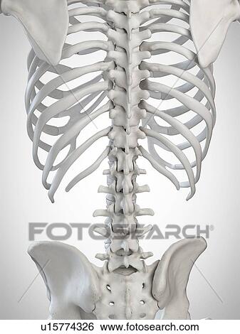 Stock Photograph - 3d rendered illustration of the skeletal back.. Fotosearch