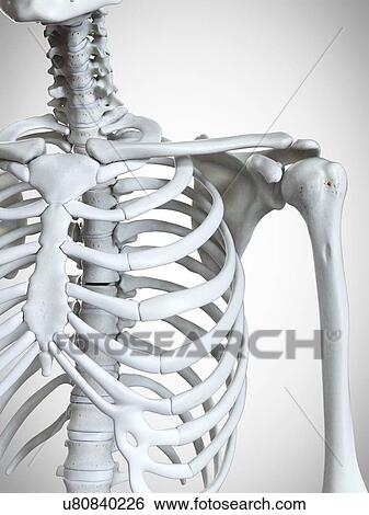Stock Photograph - 3d rendered illustration of the shoulder bones.. Fotosearch