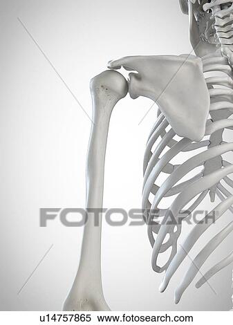3d rendered illustration of the shoulder bones. View Large Photo Image Stock Photography - 3d rendered illustration of the shoulder bones.. Fotosearch