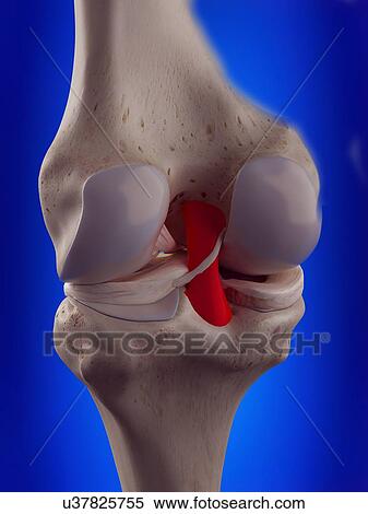 3d rendered illustration of the posterior cruciate ligament. View Large Photo Image Stock Photography - 3d rendered illustration of the posterior cruciate ligament.. Fotosearch