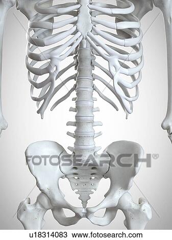 3d rendered illustration of the thorax bones. View Large Photo Image Stock Image - 3d rendered illustration of the thorax bones.. Fotosearch