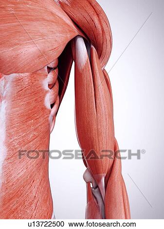 Stock Image - 3d rendered illustration of the upper arm muscles.. Fotosearch