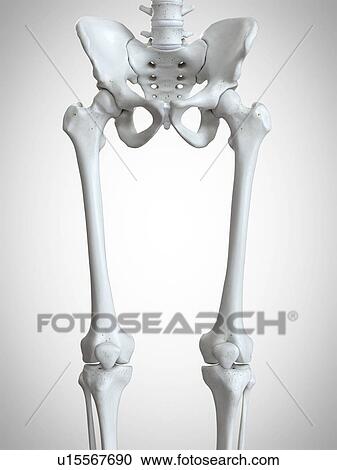 Stock Image - 3d rendered illustration of the upper leg bones.. Fotosearch