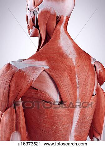 3d rendered illustration of the upper back muscles. View Large Photo Image Stock Image - 3d rendered illustration of the upper back muscles.. Fotosearch