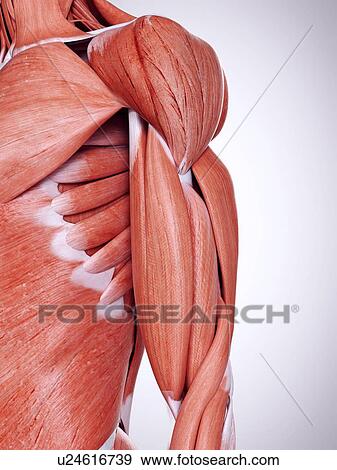 3d rendered illustration of the upper arm muscles. View Large Photo Image Stock Photo - 3d rendered illustration of the upper arm muscles.. Fotosearch