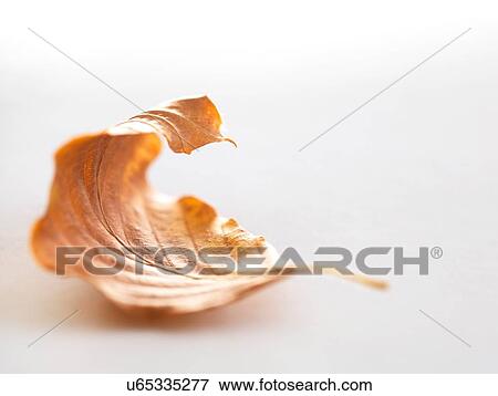 Autumn birch tree leaf View Large Photo Image Stock Photo - Autumn birch tree leaf. Fotosearch