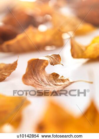 Autumn birch tree leaves View Large Photo Image Picture - Autumn birch tree leaves. Fotosearch