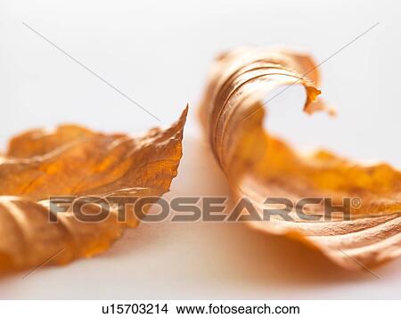 Autumn birch tree leaves View Large Photo Image Picture - Autumn birch tree leaves. Fotosearch
