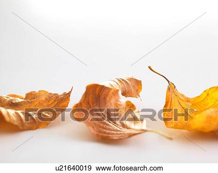 Stock Photo - Autumn birch tree leaves. Fotosearch