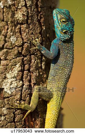 Blue Headed Tree Agama (Acanthocerus atricollis) Lizard View Large Photo Image Stock Image - Blue Headed Tree Agama (Acanthocerus atricollis) Lizard. Fotosearch
