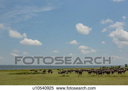 Stock Photography - Buffalo (Syncerus caffer), Lake Albert, Murchison Falls National Park, Uganda. Fotosearch