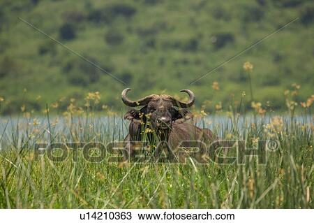 Stock Image - Buffalo (Syncerus caffer), Queen Elizabeth National Park, Uganda. Fotosearch