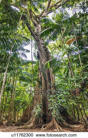 Ceiba pentandra (sumama), Ilha do Combu, Amazon, Belem do Par, Para, Brazil View Large Photo Image Stock Image - Ceiba pentandra (sumama), Ilha do Combu, Amazon, Belem do Par, Para, Brazil. Fotosearch